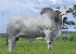 Raca: nelore padrao (corte) rgd: jbg 845